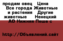  продам овец › Цена ­ 100 - Все города Животные и растения » Другие животные   . Ненецкий АО,Нижняя Пеша с.